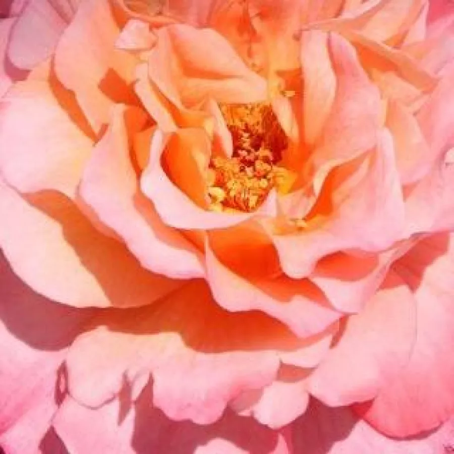 Rozettás - Rózsa - Affinessence - online rózsa vásárlás