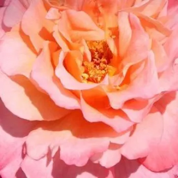 Садовый Центр И Интернет-Магазин - Poзa Шёне Мэйд® - Ностальгическая роза - розовая - роза с интенсивным запахом - Ганс Юрген Эверс - Ностальгическая роза раннего цветения с особенным ароматом.
