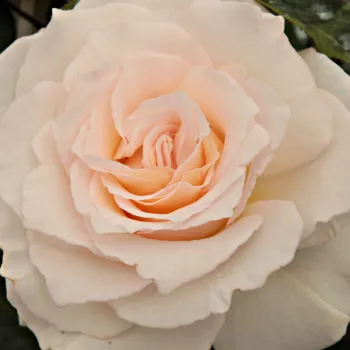 Online rózsa vásárlás - fehér - virágágyi floribunda rózsa - Poustinia™ - intenzív illatú rózsa - barack aromájú - (80-100 cm)