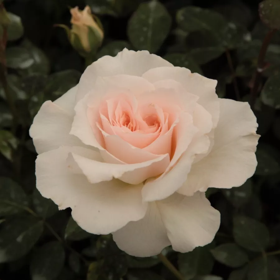 Virágágyi floribunda rózsa - Rózsa - Poustinia™ - Online rózsa rendelés