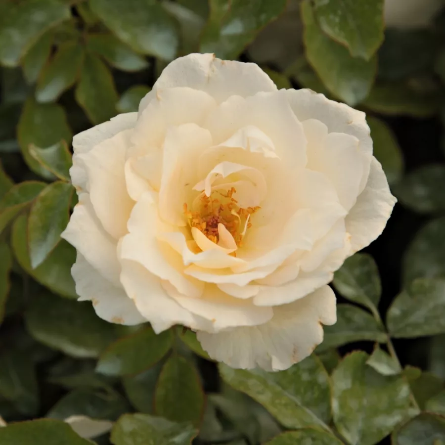 Biely - Ruža - Poustinia™ - Ruže - online - koupit