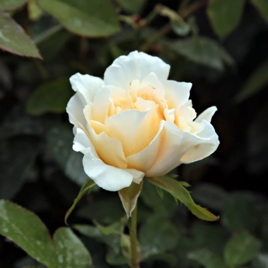 Trandafir cu parfum intens - Trandafiri - Poustinia™ - Trandafiri online