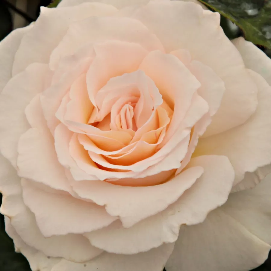 Floribunda - Róża - Poustinia™ - Szkółka Róż Rozaria
