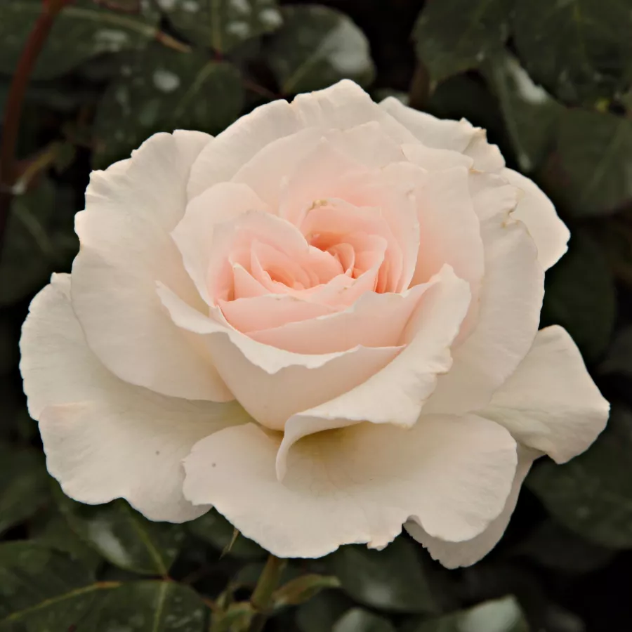 Jozef Orye - Rosa - Poustinia™ - rosal de pie alto