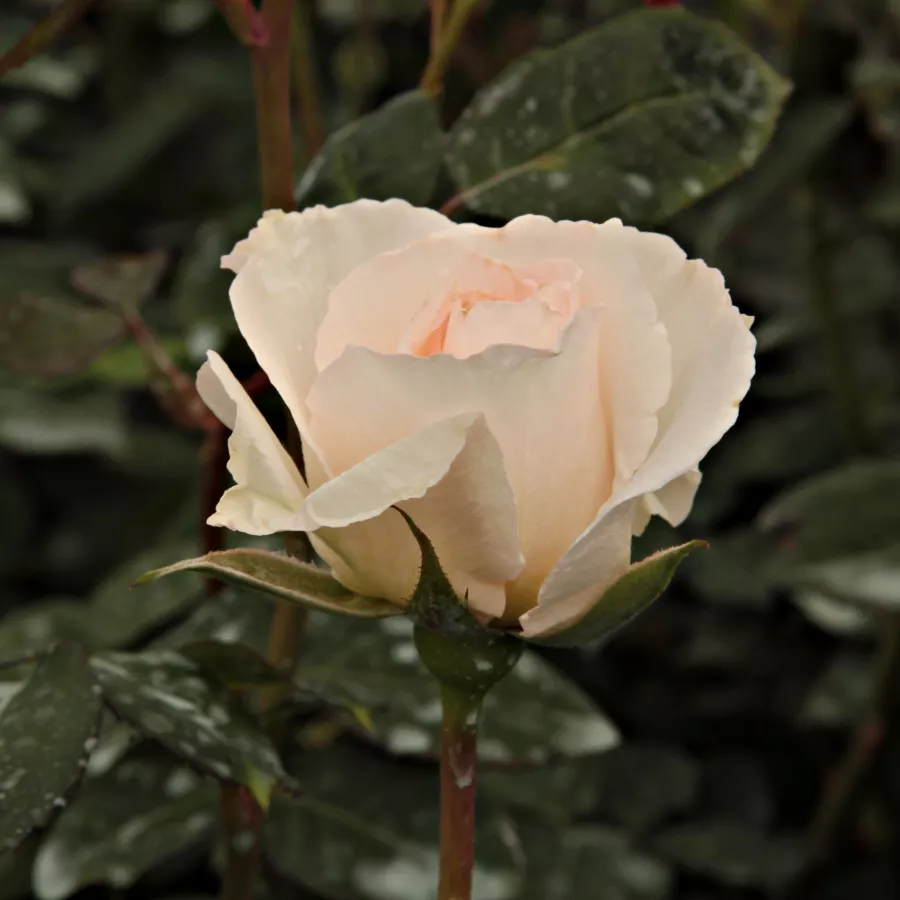 Róża pienna - Róże pienne - z kwiatami bukietowymi - Róża - Poustinia™ - 