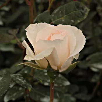 Rosa Poustinia™ - blanche - Fleurs groupées en bouquet - rosier à haute tige - buissonnant