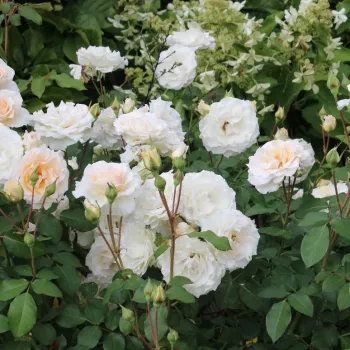 Fehér - rózsaszín árnyalat - virágágyi floribunda rózsa - intenzív illatú rózsa - barack aromájú