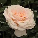 Záhonová ruža - floribunda - biely - Rosa Poustinia™ - intenzívna vôňa ruží - broskyňová aróma