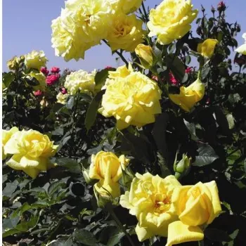 Sárga - teahibrid rózsa - intenzív illatú rózsa - fahéj aromájú
