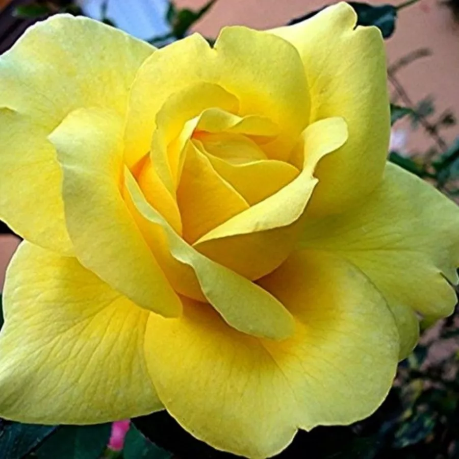 Rose Ibridi di Tea - Rosa - President Armand Zinsch™ - Produzione e vendita on line di rose da giardino