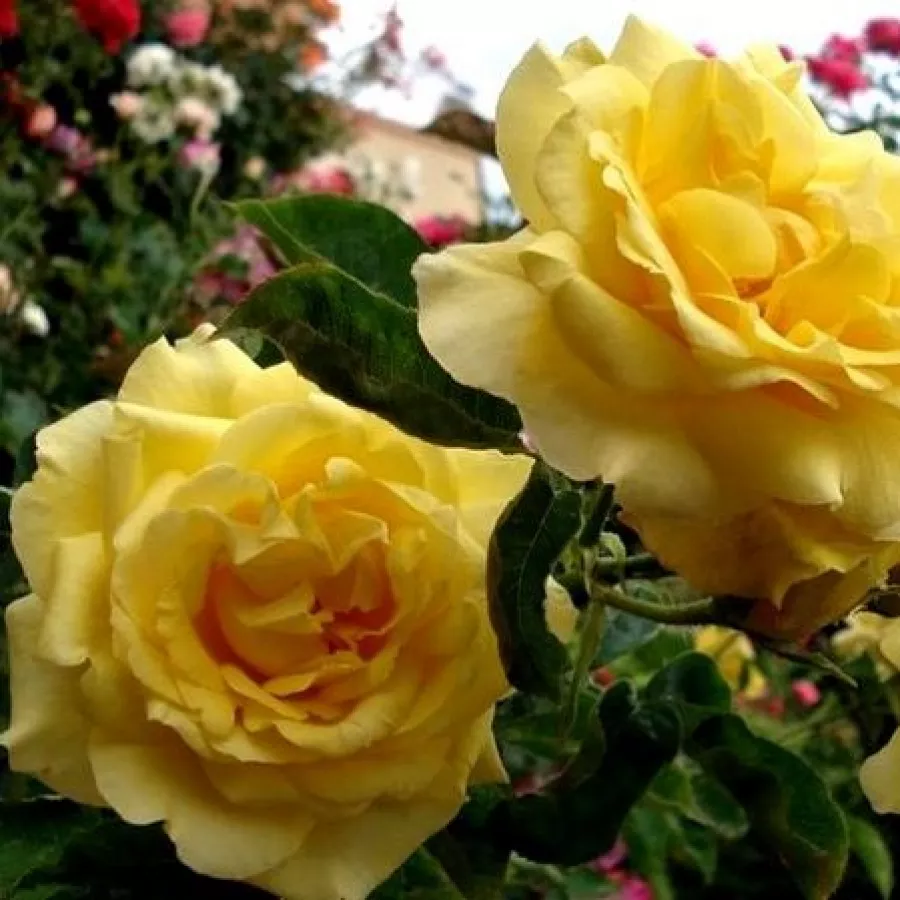 Sárga - Rózsa - President Armand Zinsch™ - Online rózsa rendelés