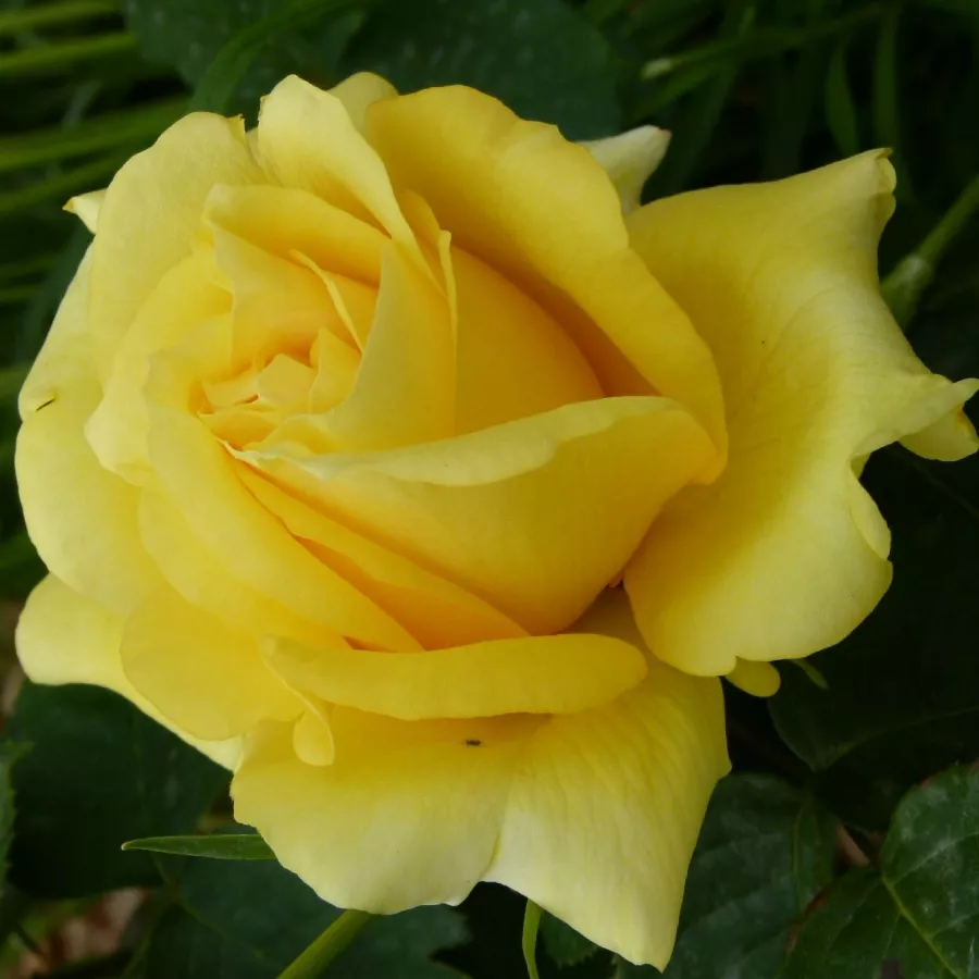 Rosa intensamente profumata - Rosa - President Armand Zinsch™ - Produzione e vendita on line di rose da giardino