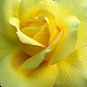 Trandafiri online - Trandafiri hibrizi Tea - galben - trandafir cu parfum intens - President Armand Zinsch™ - (90-100 cm)