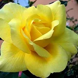 Sárga - Kertészeti webáruház - teahibrid virágú - magastörzsű rózsafa - Rosa President Armand Zinsch™ - intenzív illatú rózsa - fahéj aromájú