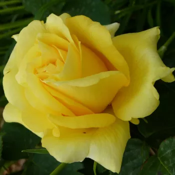 Rosa President Armand Zinsch™ - żółty - róża pienna - Róże pienne - z kwiatami hybrydowo herbacianymi