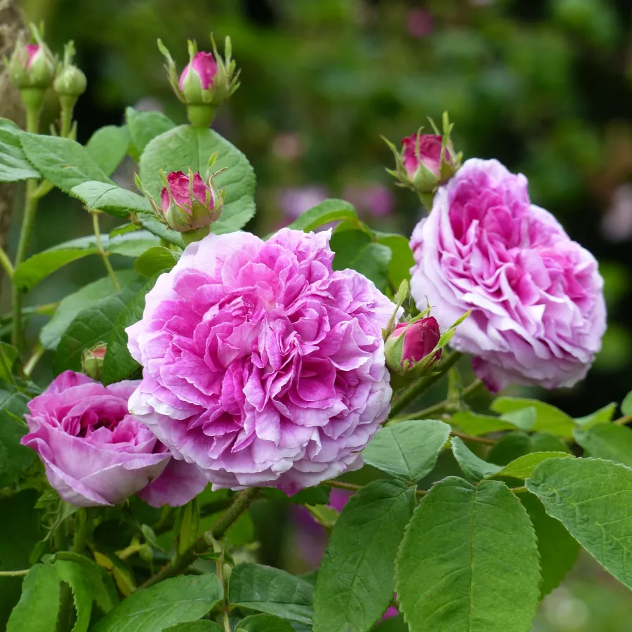 Rosa - Rosa - Président de Sèze - Produzione e vendita on line di rose da giardino