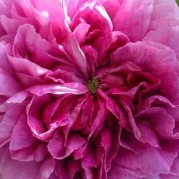 Rosen Gärtnerei - gallica rosen - rosa - Rosa Président de Sèze - diskret duftend - Mme. Hébert - Eine besonders gesunde Sorte mit vollgefüllten Blüten und süßem Duft. Ihre dunkelrosa inneren Blütenblätter werden von silber-weißen Blütenblättern umrandet.