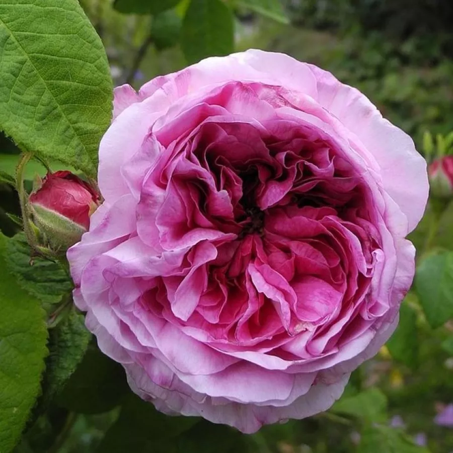 Różowy - Róża - Président de Sèze - 