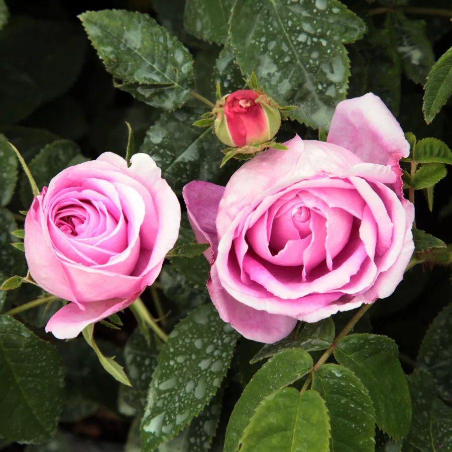 Róża pienna - Róże pienne - z kwiatami bukietowymi - Róża - Président de Sèze - 