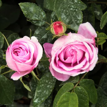 Rosa Président de Sèze - růžová - stromkové růže - Stromkové růže, květy kvetou ve skupinkách