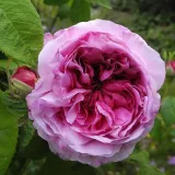 Gallica ruža - mierna vôňa ruží - mango aróma - ružová - Rosa Président de Sèze