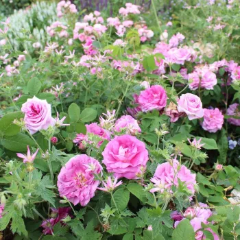 Roz, cu marginile albe - Trandafiri Gallica   (120-150 cm)