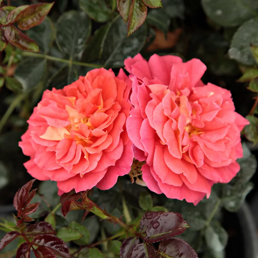 Giallo - rosso - Rosa - Prince Igor™ - Produzione e vendita on line di rose da giardino
