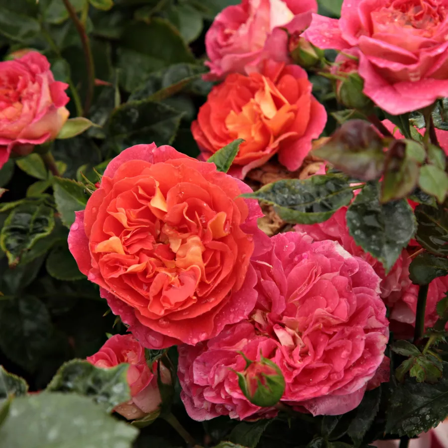 MEIhigor - Rosa - Prince Igor™ - Comprar rosales online