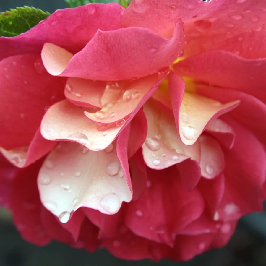 Floribunda - Trandafiri - Prince Igor™ - Trandafiri online