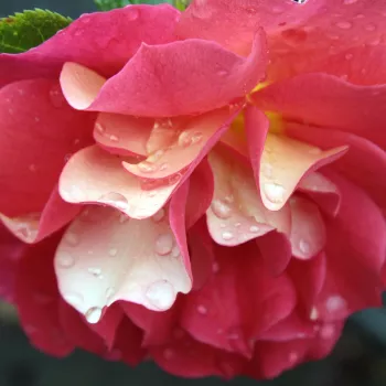 Róże krzewy, sadzonki - róże rabatowe grandiflora - floribunda - żółto czerwony - róża z dyskretnym zapachem - Prince Igor™ - (40-60 cm)