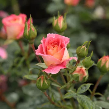 Rosa Prince Igor™ - amarillo - rojo - Árbol de Rosas Floribunda - rosal de pie alto- forma de corona tupida