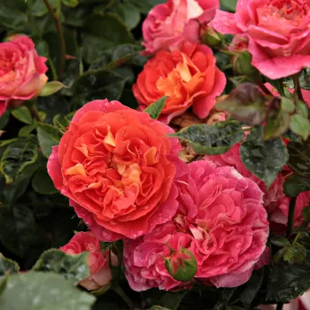 Piros - sárga sziromfonák - csokros virágú - magastörzsű rózsafa - diszkrét illatú rózsa - gyümölcsös aromájú