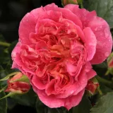 Sárga - vörös - diszkrét illatú rózsa - gyümölcsös aromájú - Online rózsa vásárlás - Rosa Prince Igor™ - virágágyi floribunda rózsa