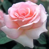 Rózsaszín - teahibrid rózsa - Online rózsa vásárlás - Rosa Prince Jardinier® - intenzív illatú rózsa - grapefruit aromájú