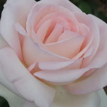 Online rózsa kertészet - rózsaszín - teahibrid rózsa - Prince Jardinier® - intenzív illatú rózsa - grapefruit aromájú - (80-120 cm)