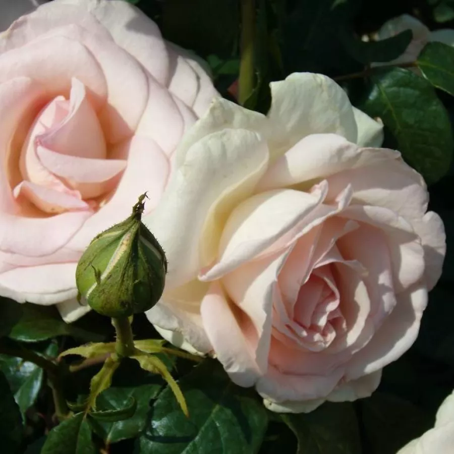 Rózsaszín - Rózsa - Prince Jardinier® - Online rózsa rendelés
