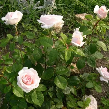 Rosa claro - rosales híbridos de té - rosa de fragancia intensa - pomelo