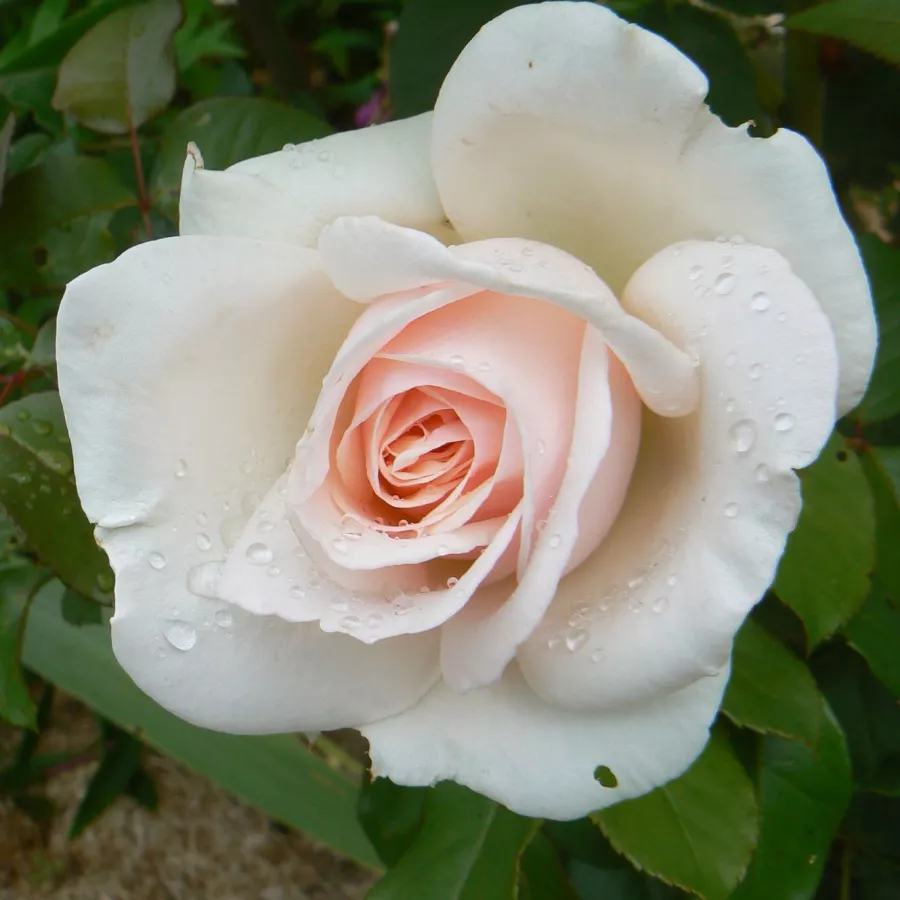 Trandafiri pomisor - Trandafir copac cu trunchi înalt – cu flori teahibrid - Trandafiri - Prince Jardinier® - 