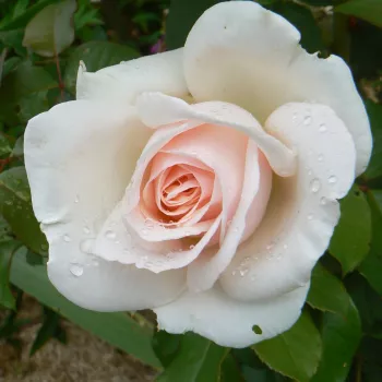 Rosa Prince Jardinier® - różowy - róża pienna - Róże pienne - z kwiatami hybrydowo herbacianymi