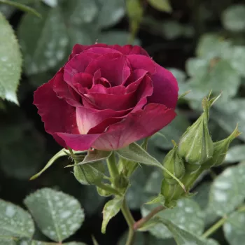 Rosa Princess Sibilla de Luxembourg™ - fialová - climber, popínavá ruža