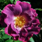 Stromčekové ruže - fialová - Rosa Princess Sibilla de Luxembourg™ - mierna vôňa ruží - kyslá aróma