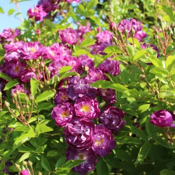 Violet închis - trandafiri pomisor - Trandafir copac cu trunchi înalt – cu flori în buchet
