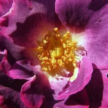 Rozenstruik - Webwinkel - Rosa Princess Sibilla de Luxembourg™ - zacht geurende roos - Stamroos - Bloemen in trossen  - purper - Pierre Orardhangende kroonvorm - 0