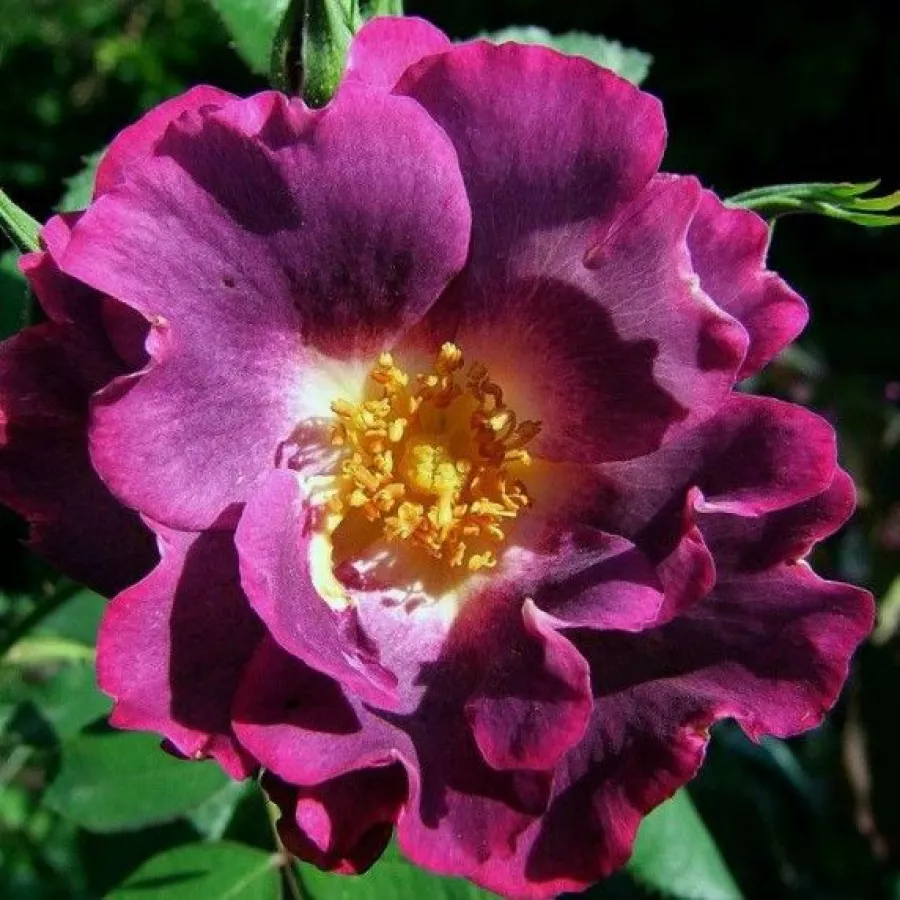 Trandafir cu parfum discret - Trandafiri - Princess Sibilla de Luxembourg™ - comanda trandafiri online