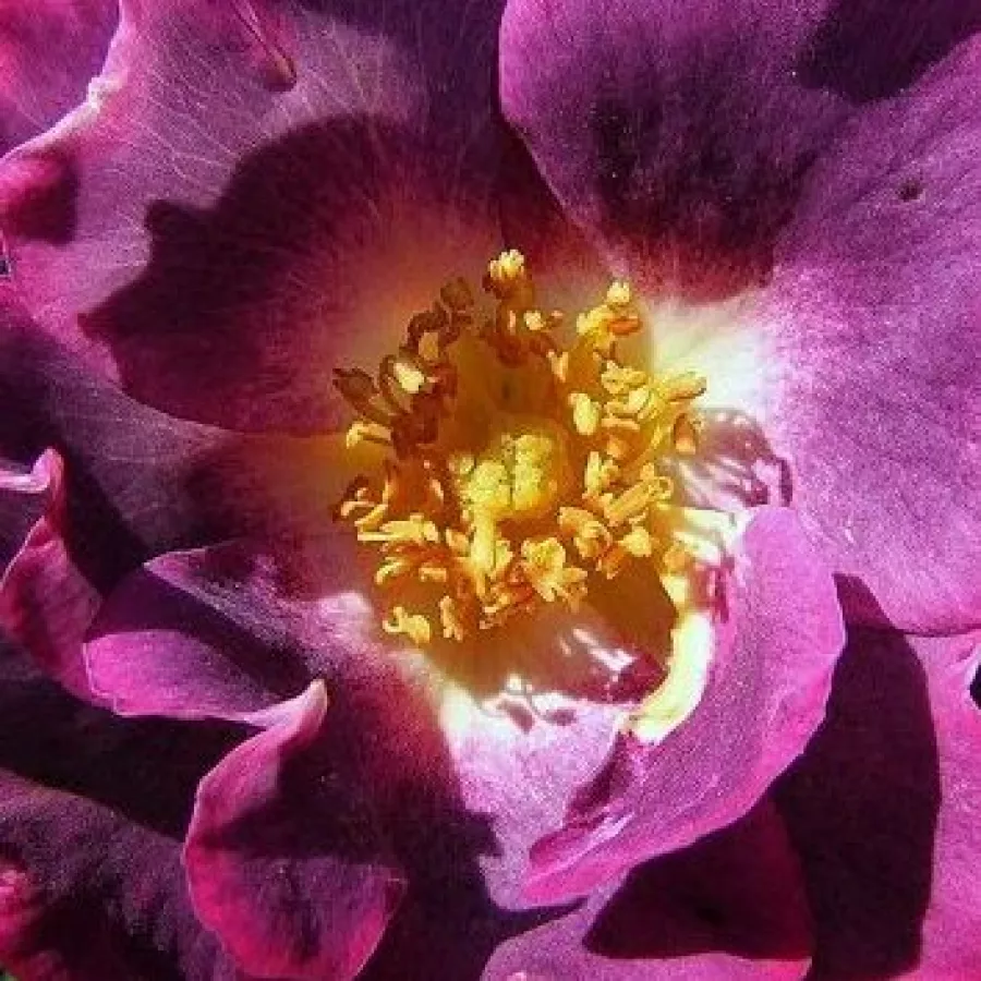 ORAfantanov - Rosa - Princess Sibilla de Luxembourg™ - vendita online di rose da giardino
