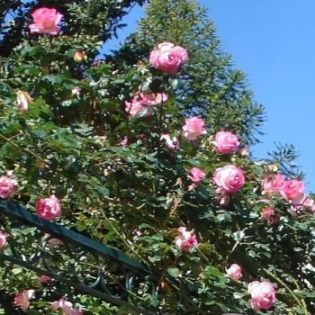 Fehér -  rózsaszín sziromszél - climber, futó rózsa - diszkrét illatú rózsa - gyümölcsös aromájú