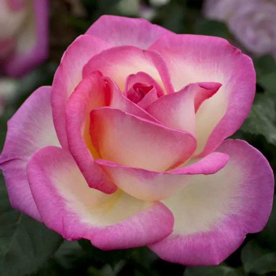 Blanco rosa - Rosa - Princesse De Monaco® Gpt - rosal de pie alto
