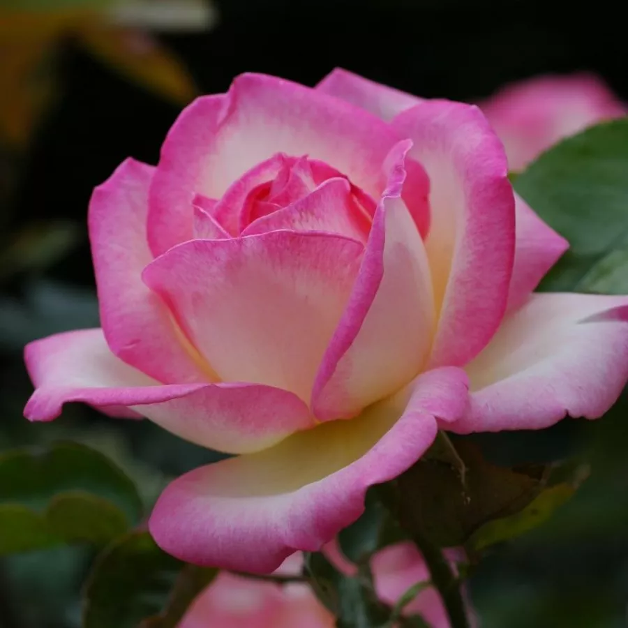 árbol de rosas híbrido de té – rosal de pie alto - Rosa - Princesse De Monaco® Gpt - rosal de pie alto