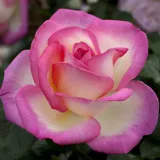 Climber, popínavá ruža - mierna vôňa ruží - sad - biela - ružová - Rosa Princesse De Monaco® Gpt