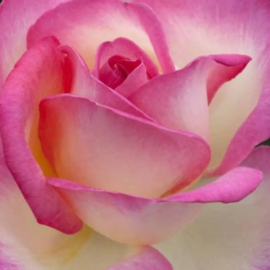 Unknown Australian origin - Trandafiri - Princesse De Monaco® Gpt - comanda trandafiri online
